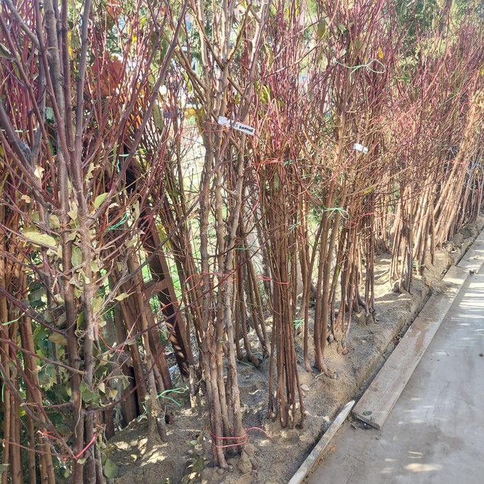 Pomi fructiferi de toate soiurile – altoiți, sănătoși și productivi