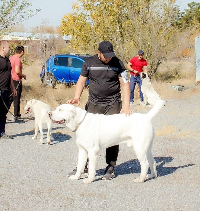Бараны.Кои Овцы-на шенков Алабая обмен