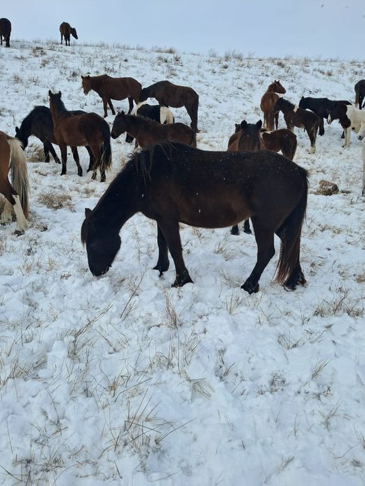 Қысыр семіз би сатамын