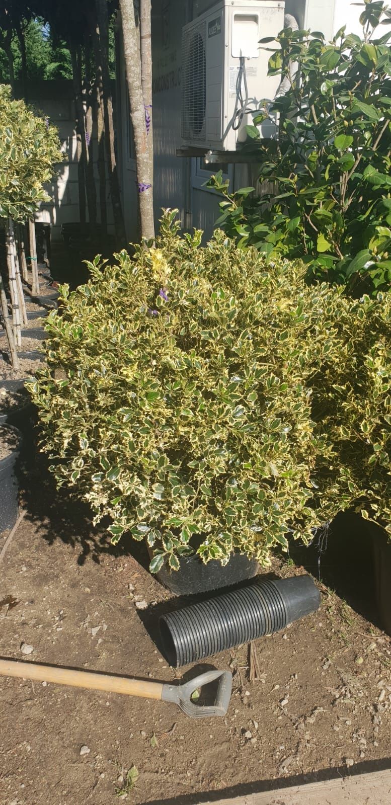 Vând ilex variegata