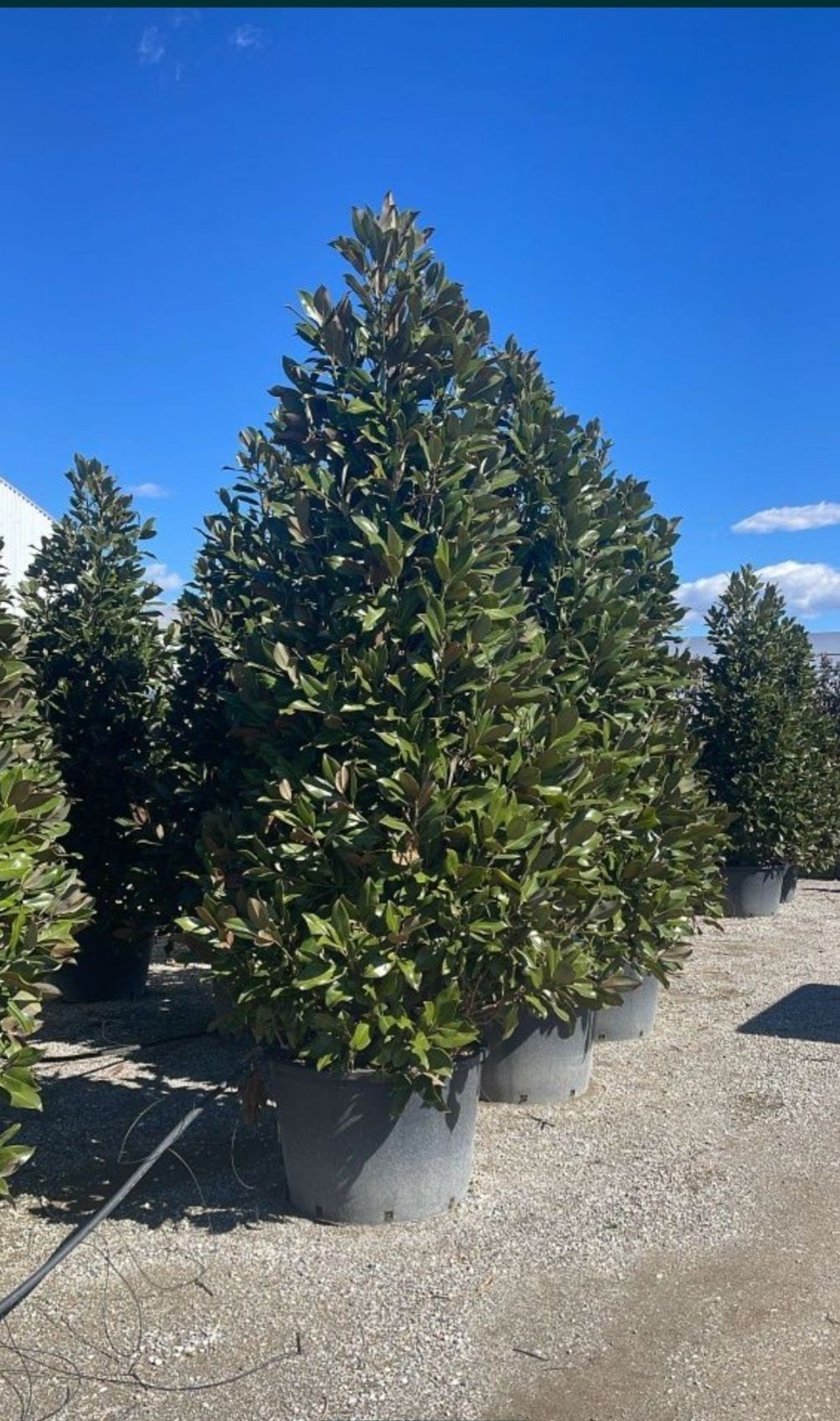 Magnolie grandifora 2m - 4m/ calitate premium