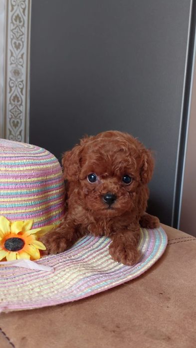 Femela pudel roșu talie mica