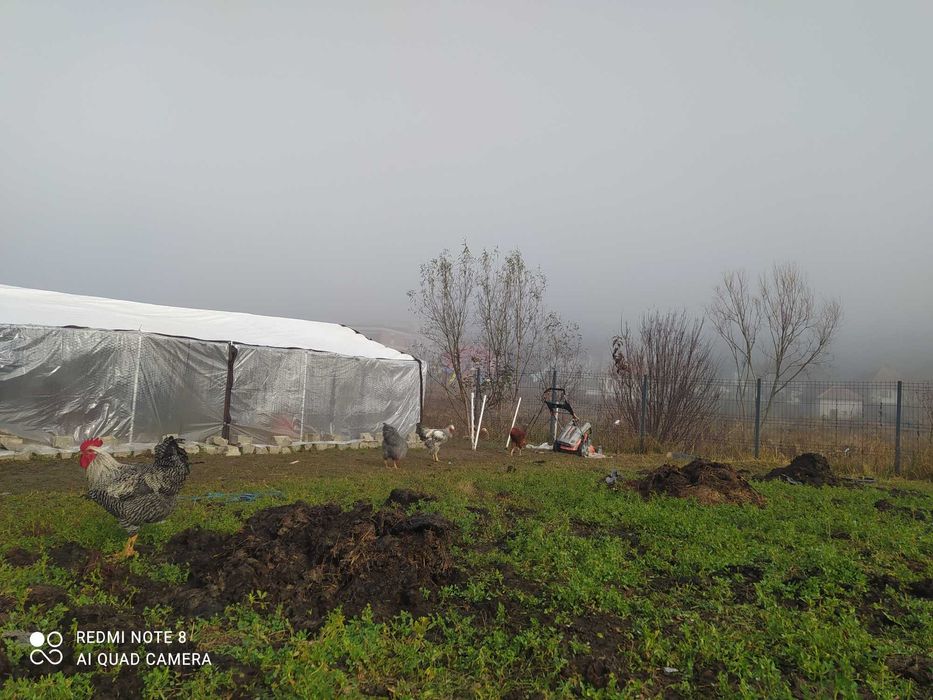 Cocosi de casa rase combinate