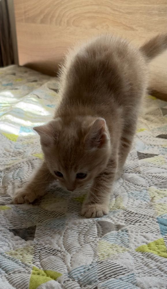 Подарявам мъжко коте