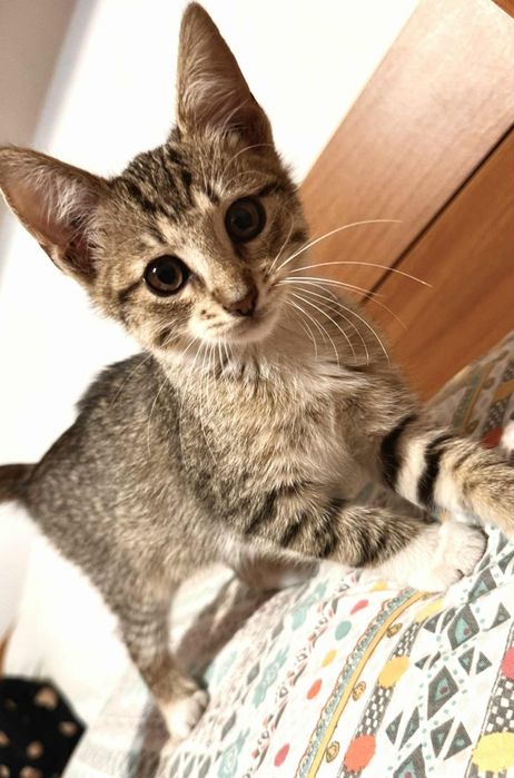 Pisici spre adopție