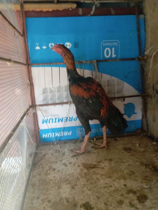 Дакан ннннннннннннннннннннн