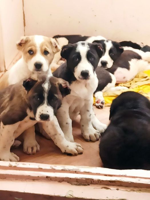 Шеночки алабаев чистокровные