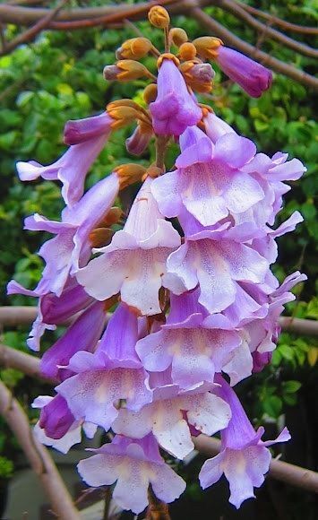 Paulownia 20 lei ghiveciul