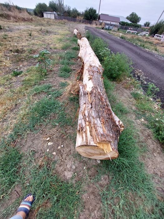 Vind lemne amestecate plop și corcodușe