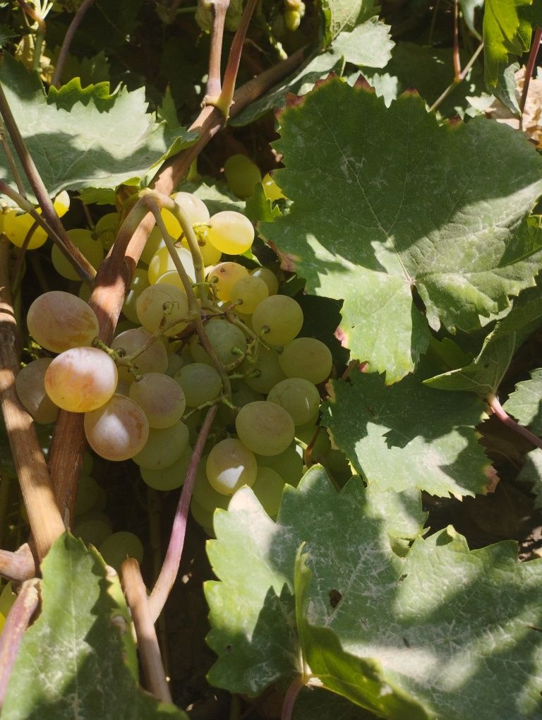 Vino bob uzumlar qora va oq tozza pishgan