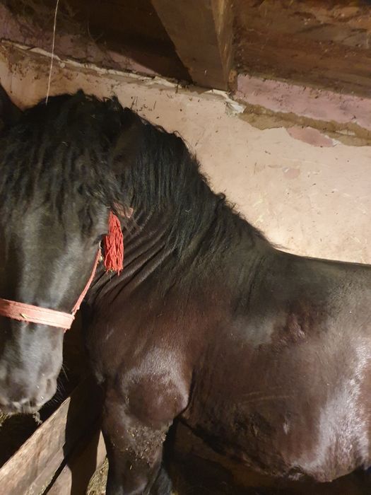 Mînz de vânzare foarte frumos