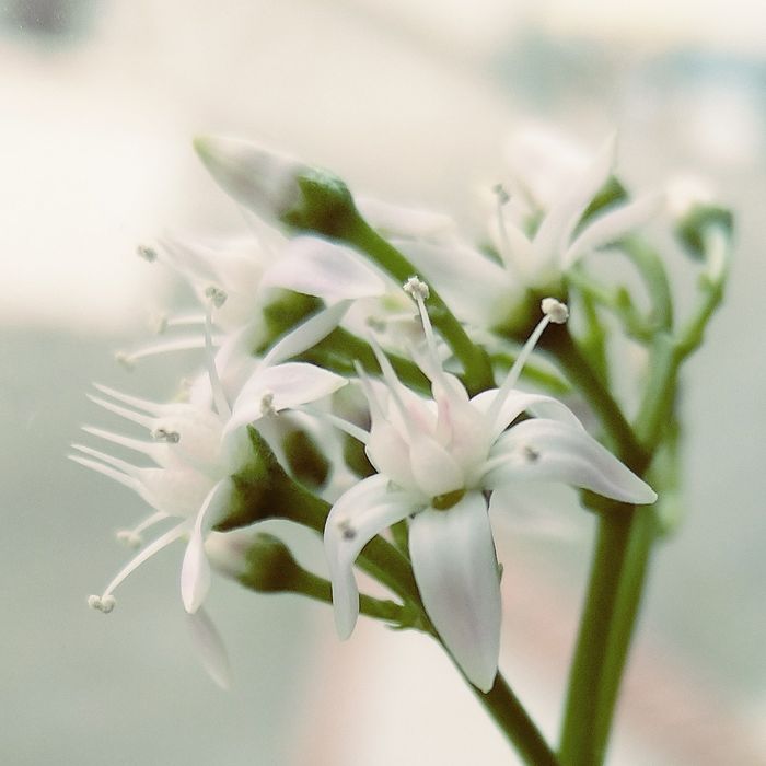 Дървото на живота - Crassula ovata - вкоренени резници