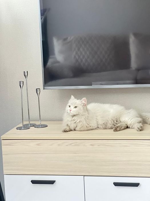 Кошечка  блондинка