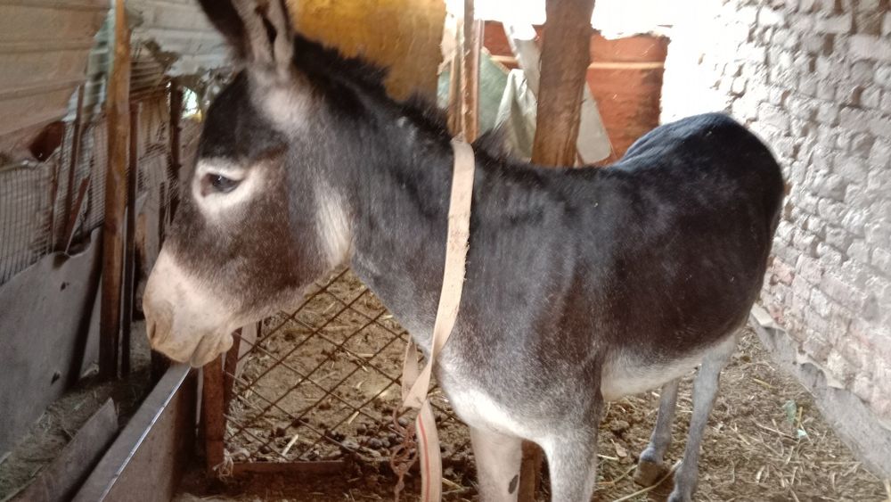 Есек жем берем десенизде есек бар