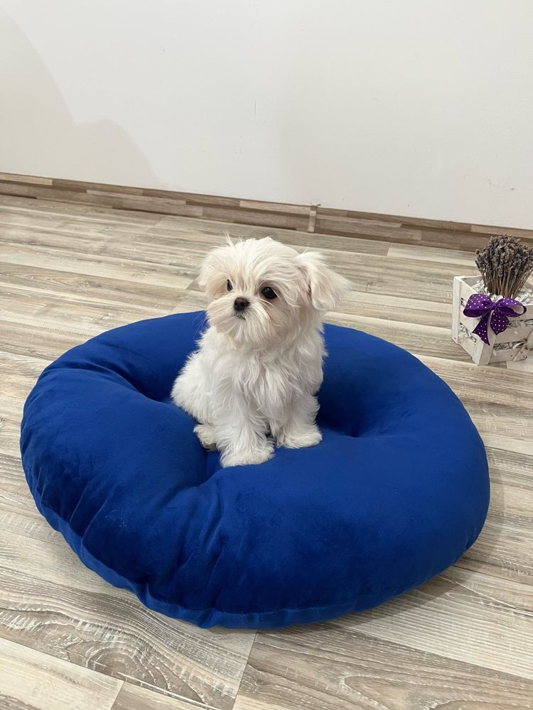 Bichon Maltez Mini Toy cu Pedigree
