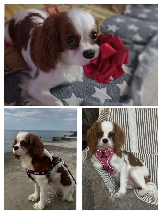 Вязка Кавалер Кинг Чарльз Спаниель