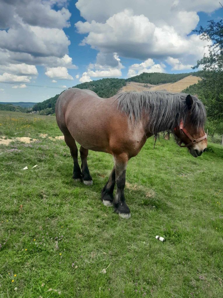 Vând iapa cu acti ín regula