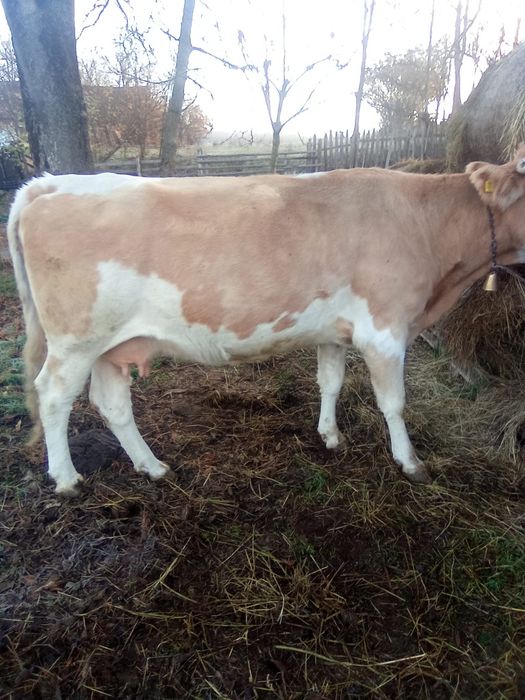 Vând Vaci și vitele