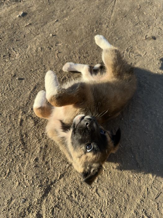 Щеночек ищет дом