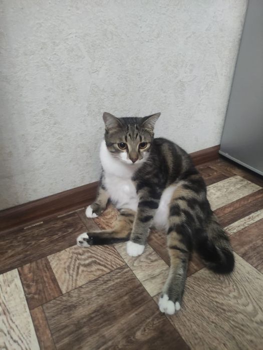 Кот Толстун  для добрых и ответственных  котородителей