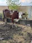 Vaca baltata de vanzare