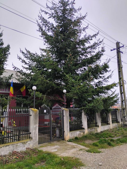 Brad natural deosebit