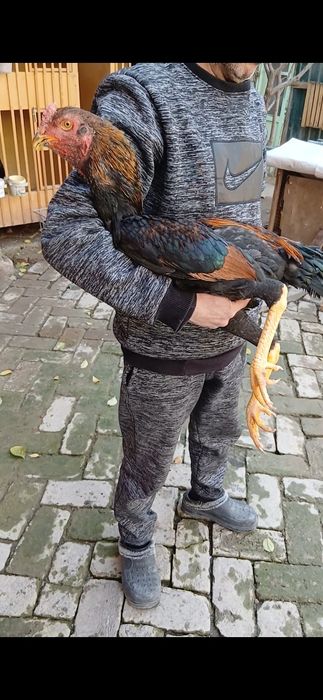 Дакан жужалар сотилади.