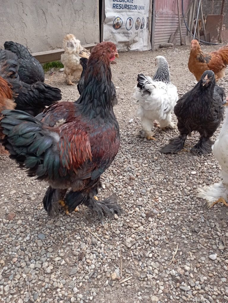 Pui brahma diferite culori deosebite