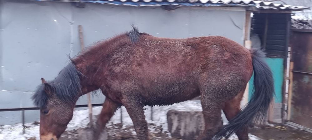 Жылкы сатылады семіз.