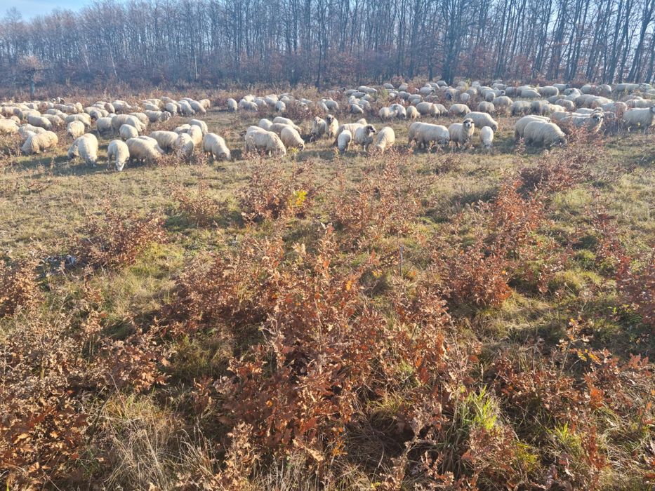 Vând 100 oi rasa turcana