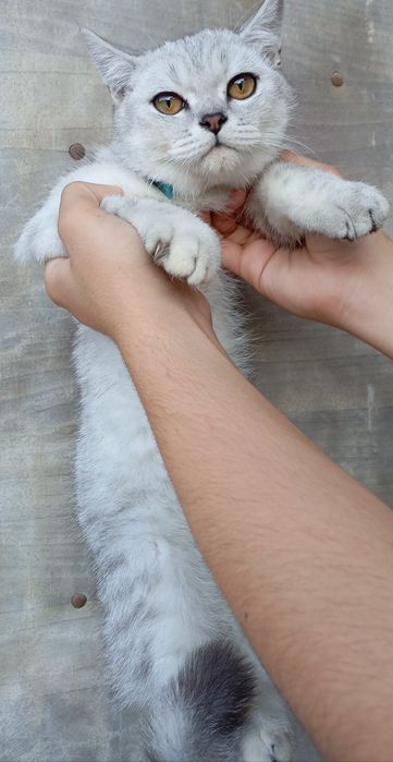 Шиншилла мрамор ўғилча