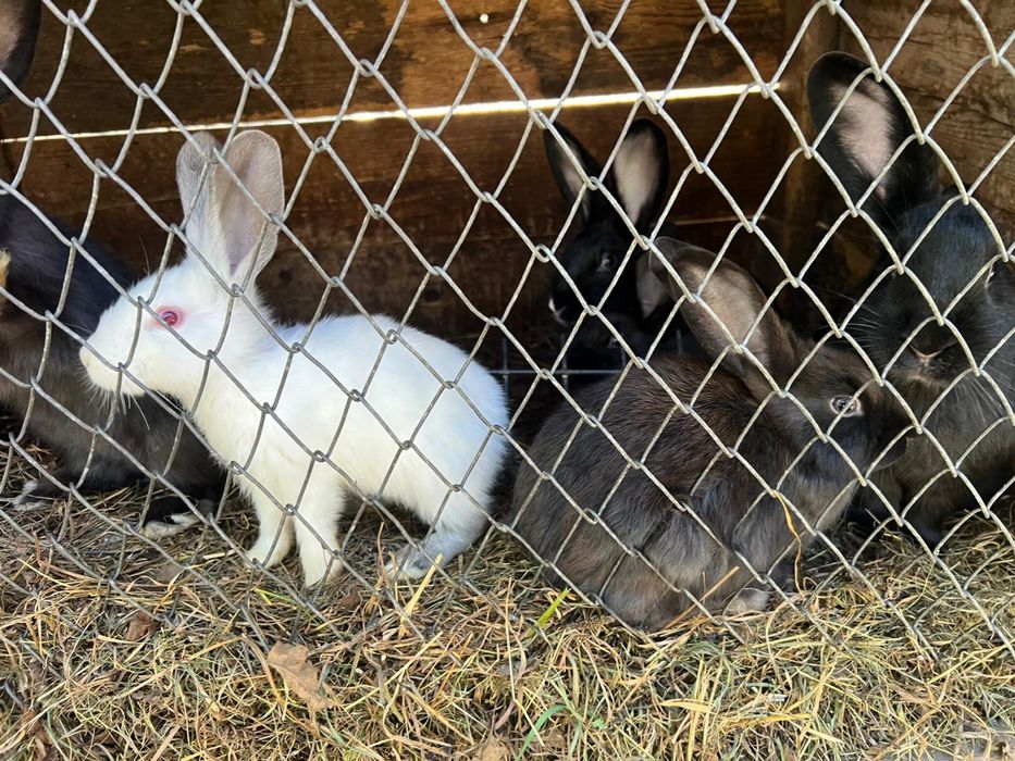 Vând iepuri de casa