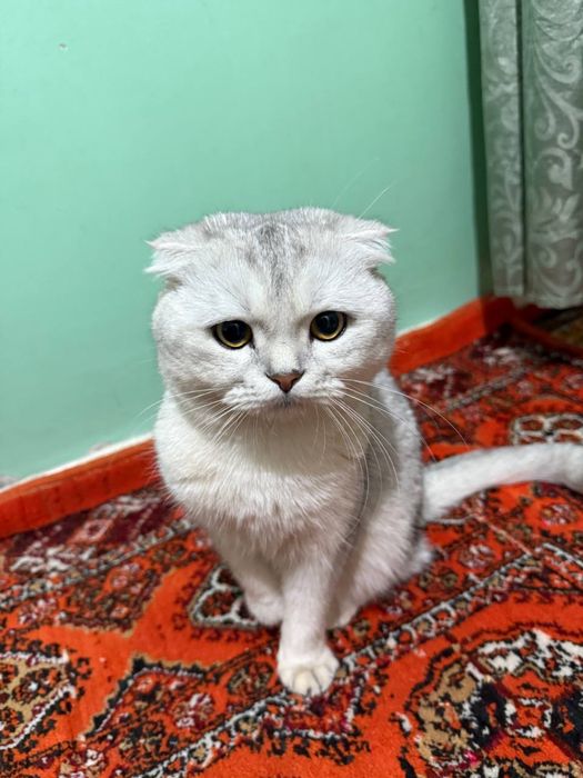 Скотиш фолд серебристый шиншилла
