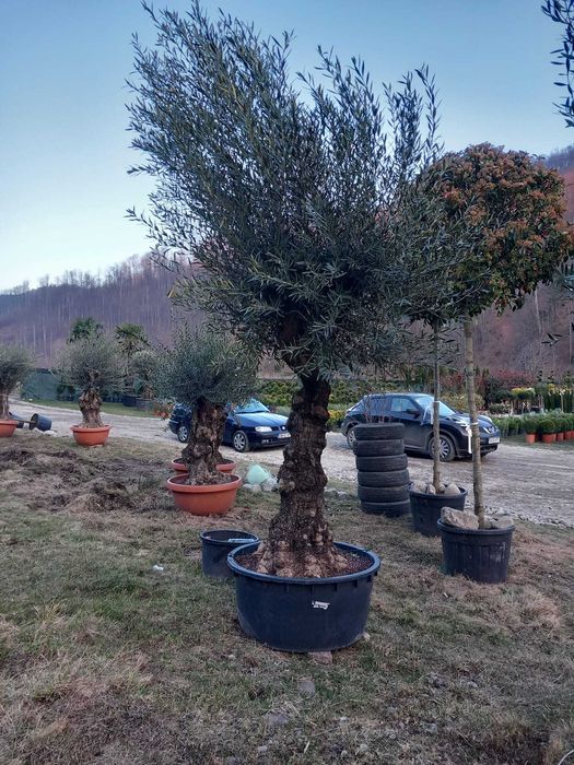 Plante Ornamentale Pentru Gradina ta , Oriunde in tara!