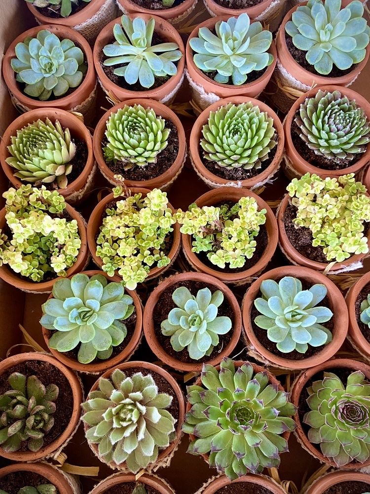 Marturii cu plante suculente- nunta, botez, eveniment, ocazii speciale