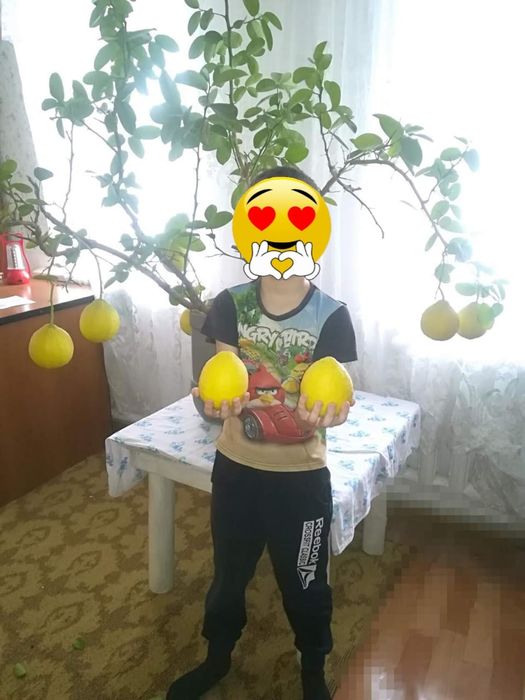 Продам лимонное плодоносящие дерево.Хорошо будет смо
