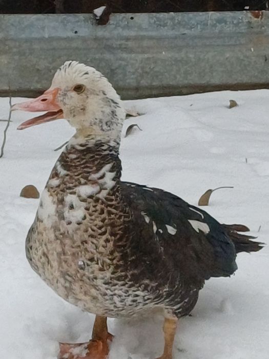 Продам один экземпляр ИндоУтки