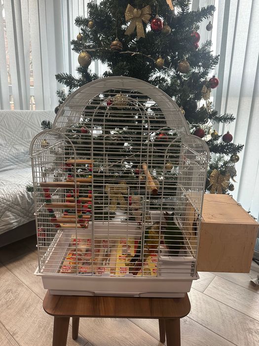 Папагали Пиррура ръчно хранени