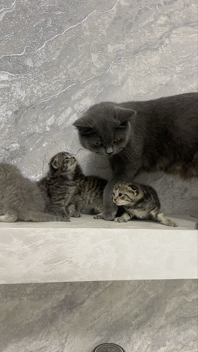 Britanskiy , Schottish Fold Shinshilla sotiladi