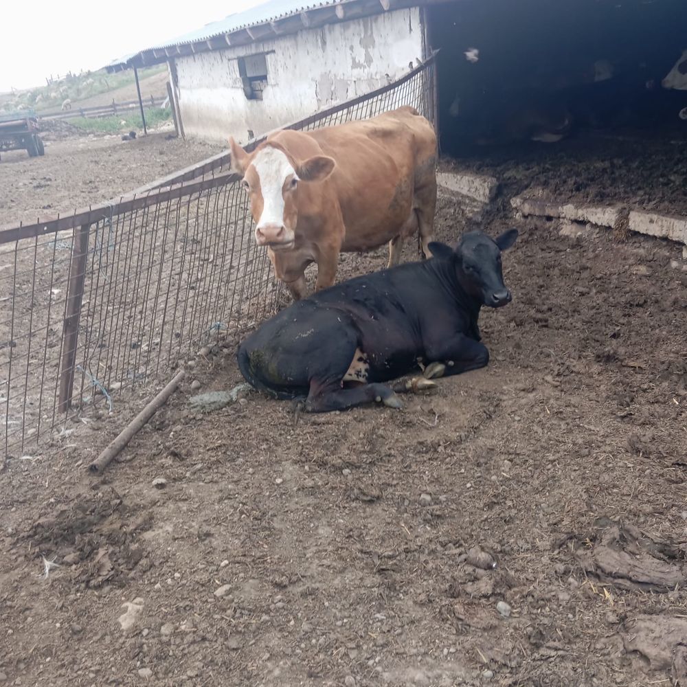 Vand vaci si viței!