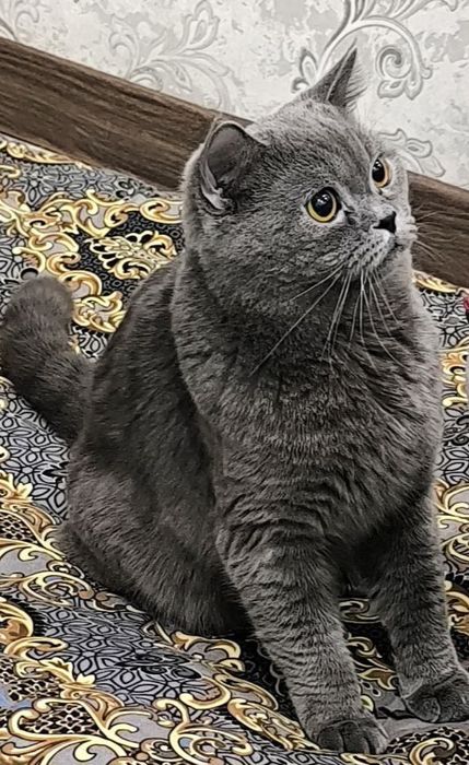 1 ёшар мушук сотилади. Пародаси страйт Британский. Паспорти бор.