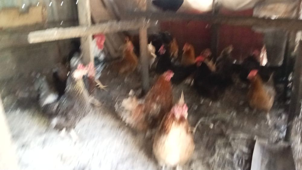 Крупные 2 годовалые куры