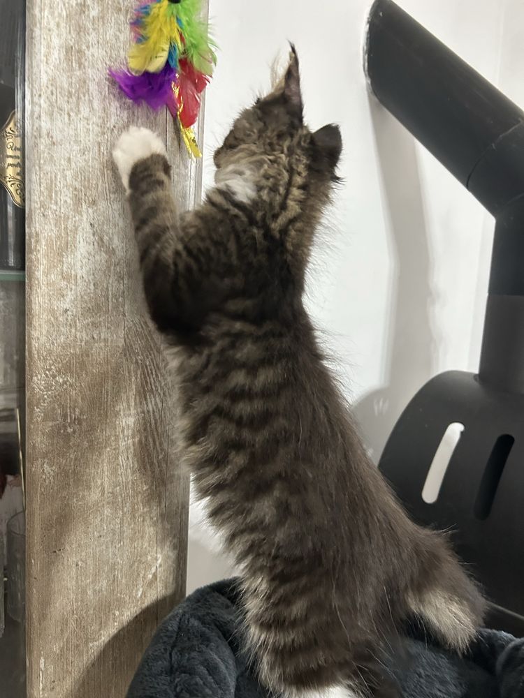Pisica maine coon felisa autorizata
