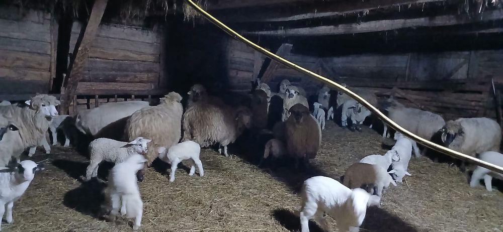 Vând 50 de oi cu miei