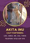 Akita Inu mascul adult, sanatos