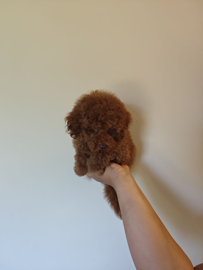 Той пудел мъжко toy poodle