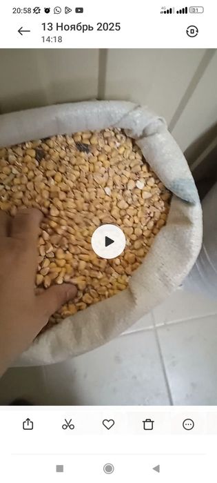 Кукуруза для птиц жүгері