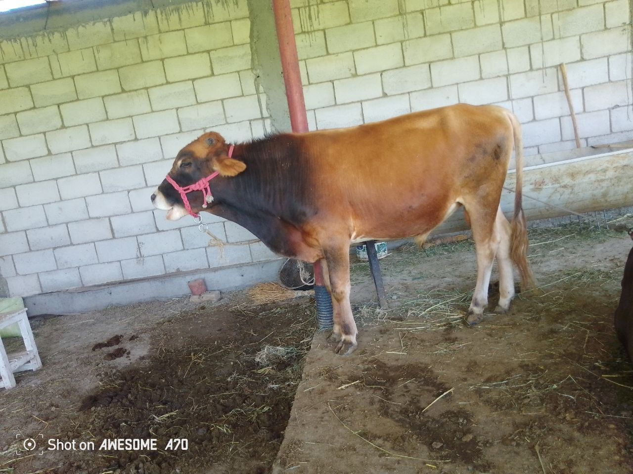 Buqa sotiladi Buxoro