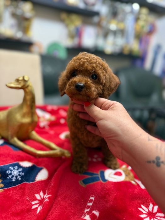 Poodle Toy Red Femelă