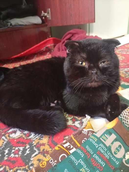 Зоттор мушук еркак юввош